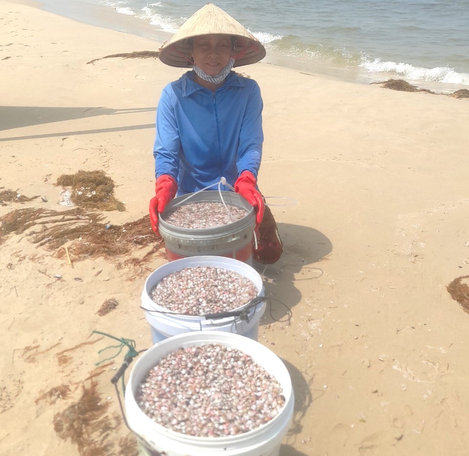 Con ốc ruốc ở Quảng Trị là con gì mà dân ra biển cào, khiêng kĩu kịt đi bán, kiếm tiền triệu/ngày- Ảnh 1.