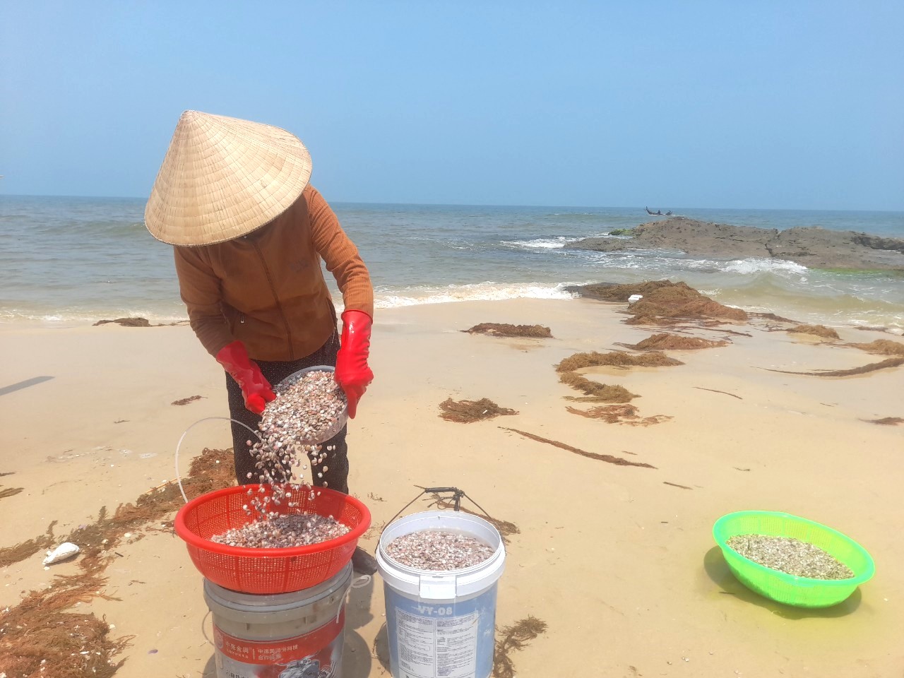 Con ốc ruốc ở Quảng Trị là con gì mà dân ra biển cào, khiêng kĩu kịt đi bán, kiếm tiền triệu/ngày- Ảnh 7.