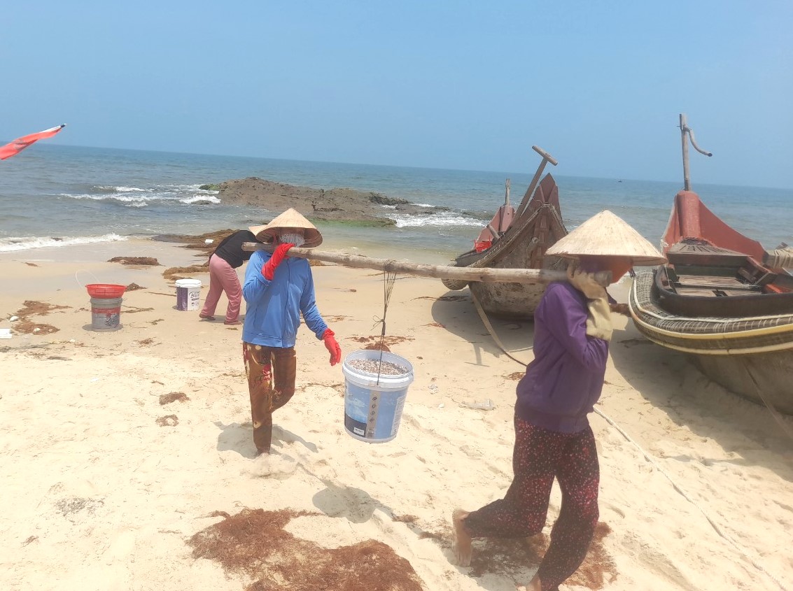 Con ốc ruốc ở Quảng Trị là con gì mà dân ra biển cào, khiêng kĩu kịt đi bán, kiếm tiền triệu/ngày- Ảnh 8.
