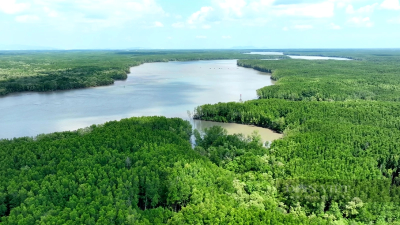 Diện tích rừng ngập mặn trong Khu dự trữ sinh quyển Cần Giờ dự ước có hơn 3,67 triệu tấn carbon có thể khai thác chứng chỉ carbon rừng. Ảnh: Thanh Toàn