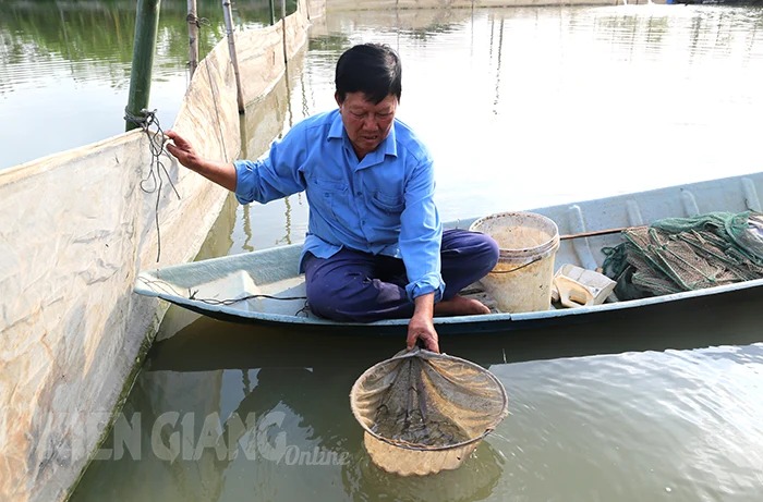 Một nông dân ở Kiên Giang nuôi thành công loài cá đặc sản trong ao đất, bán thu 1 tỷ, lời 700-800 triệu- Ảnh 2.