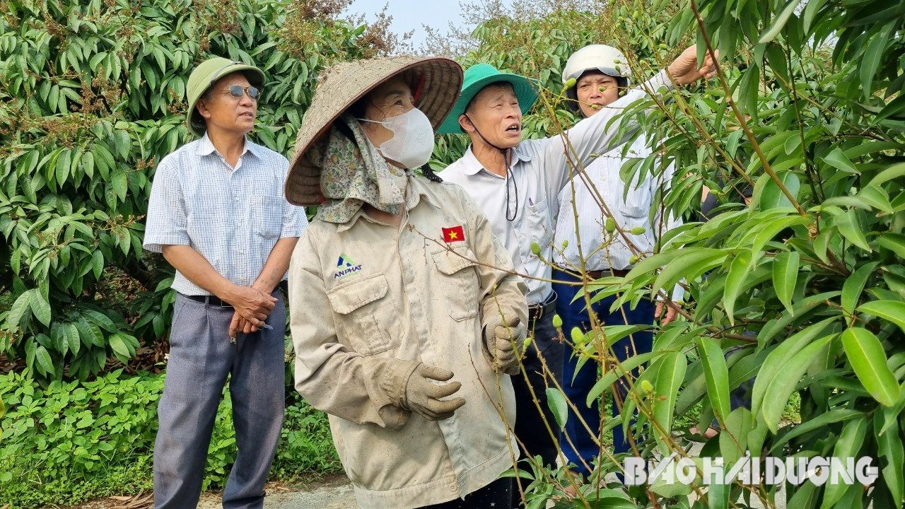 Loài cây nghìn tỷ không chịu ra hoa, đậu quả, nông dân một huyện của tỉnh Hải Dương lo lắng không yên- Ảnh 1.