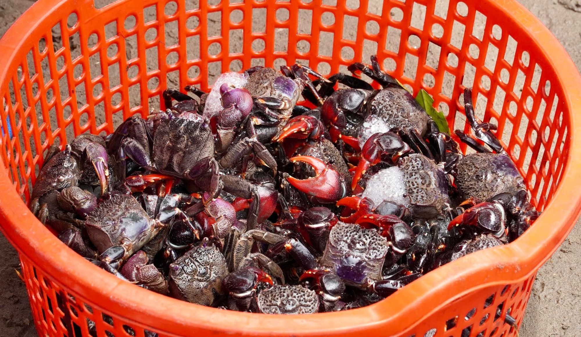 Chợ biển ở một huyện của Bến Tre họp ngay mép sóng, mua bán la liệt tôm, cua, cá, ốc ngon, lạ mắt- Ảnh 11.