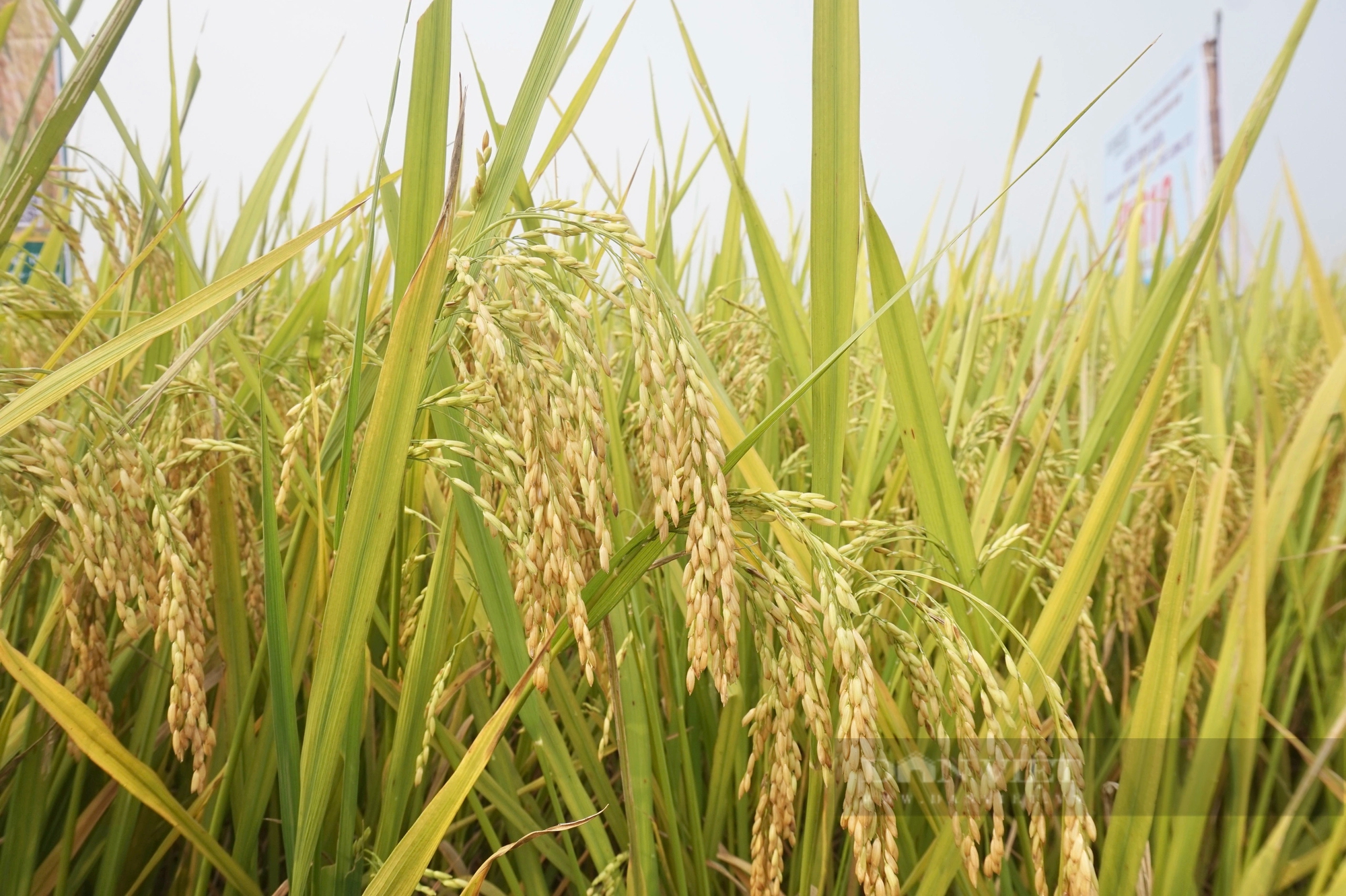 4 giống lúa của Vinaseed “lấy lòng” nông dân Đà Nẵng nhờ những đặc tính này- Ảnh 6.