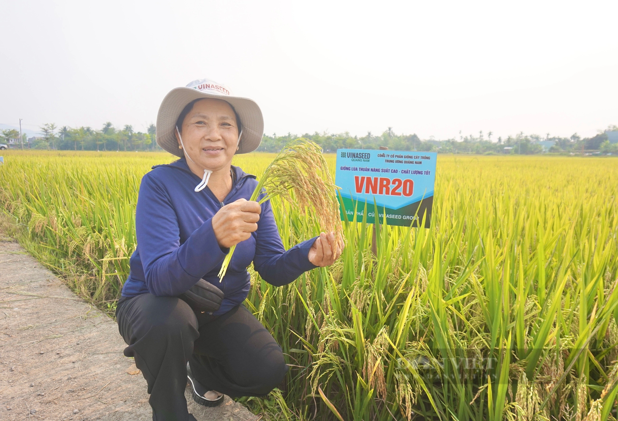 4 giống lúa của Vinaseed “lấy lòng” nông dân Đà Nẵng nhờ những đặc tính này- Ảnh 8.