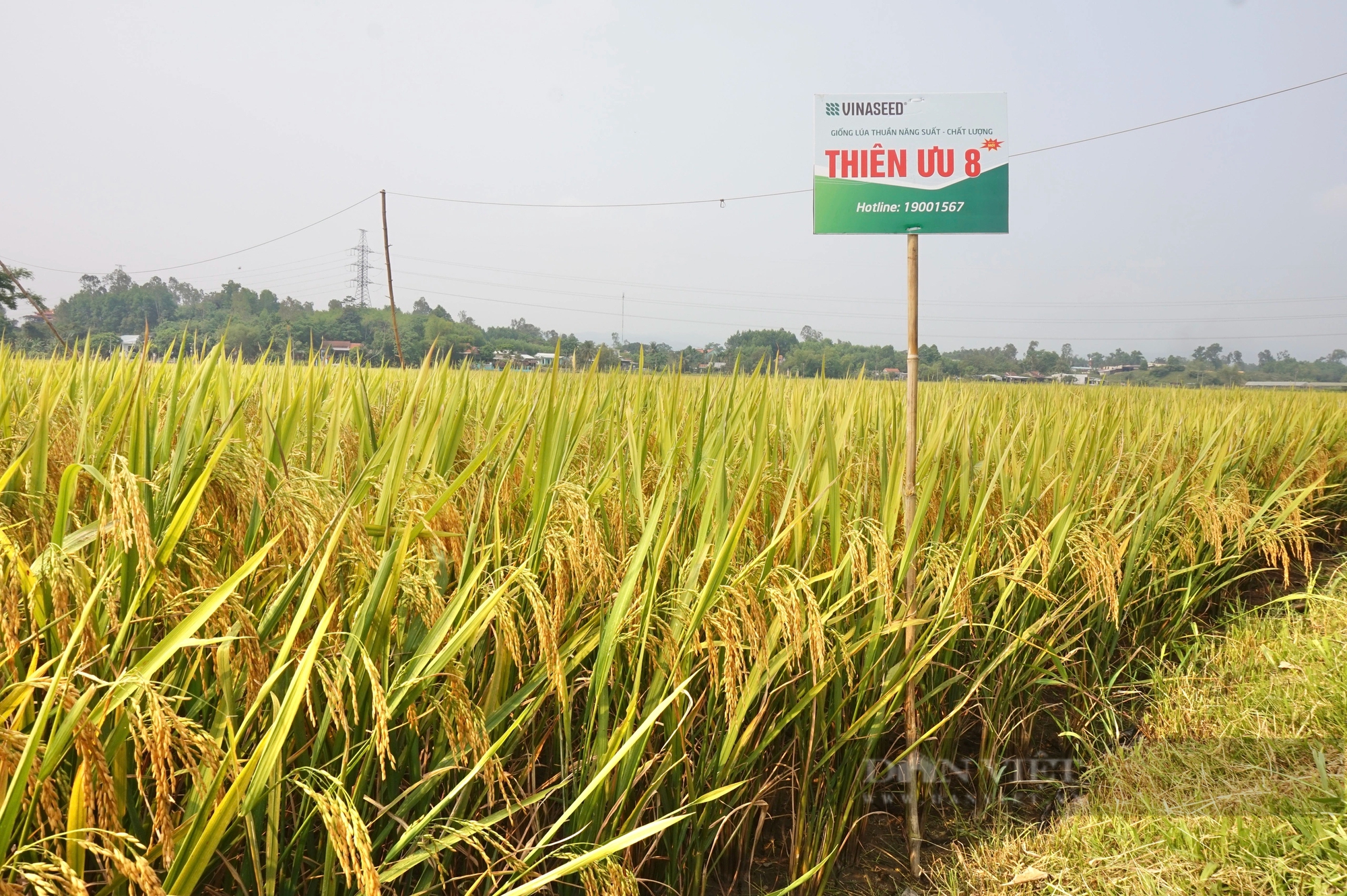 4 giống lúa của Vinaseed “lấy lòng” nông dân Đà Nẵng nhờ những đặc tính này- Ảnh 9.