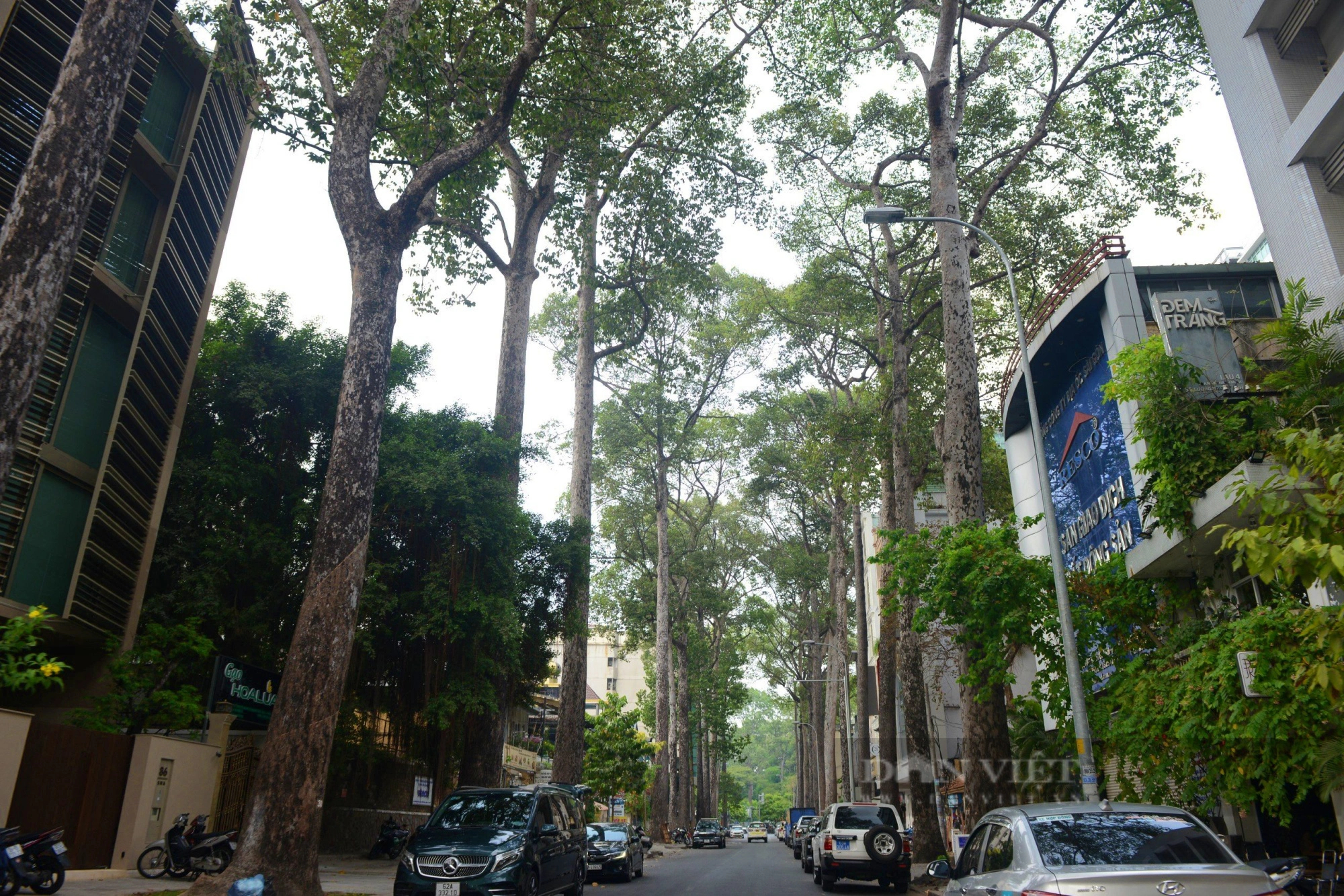 Những con đường rợp cây xanh, xua nắng nóng ở Sài Gòn            - Ảnh 6.