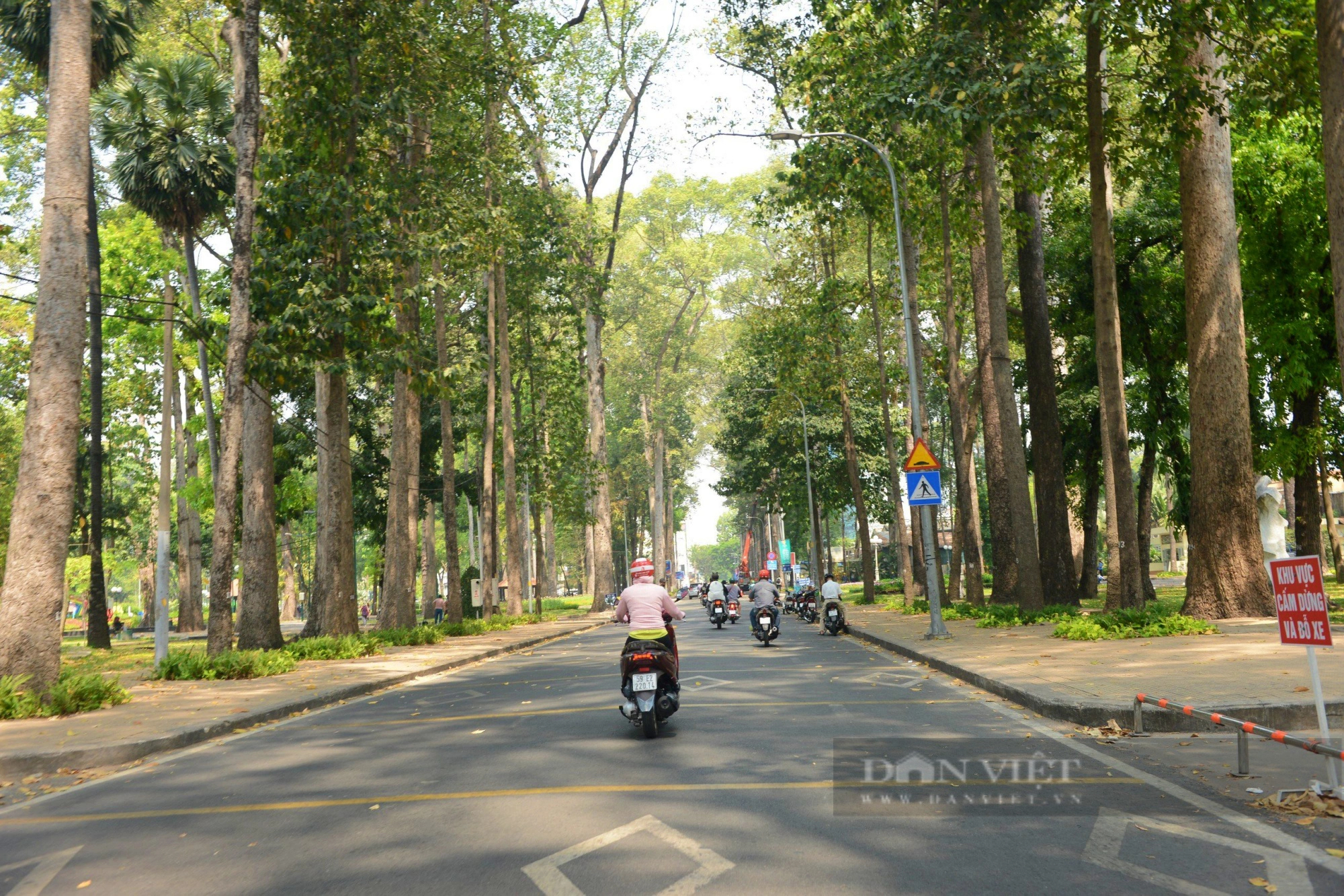 Những con đường rợp cây xanh, xua nắng nóng ở Sài Gòn            - Ảnh 7.