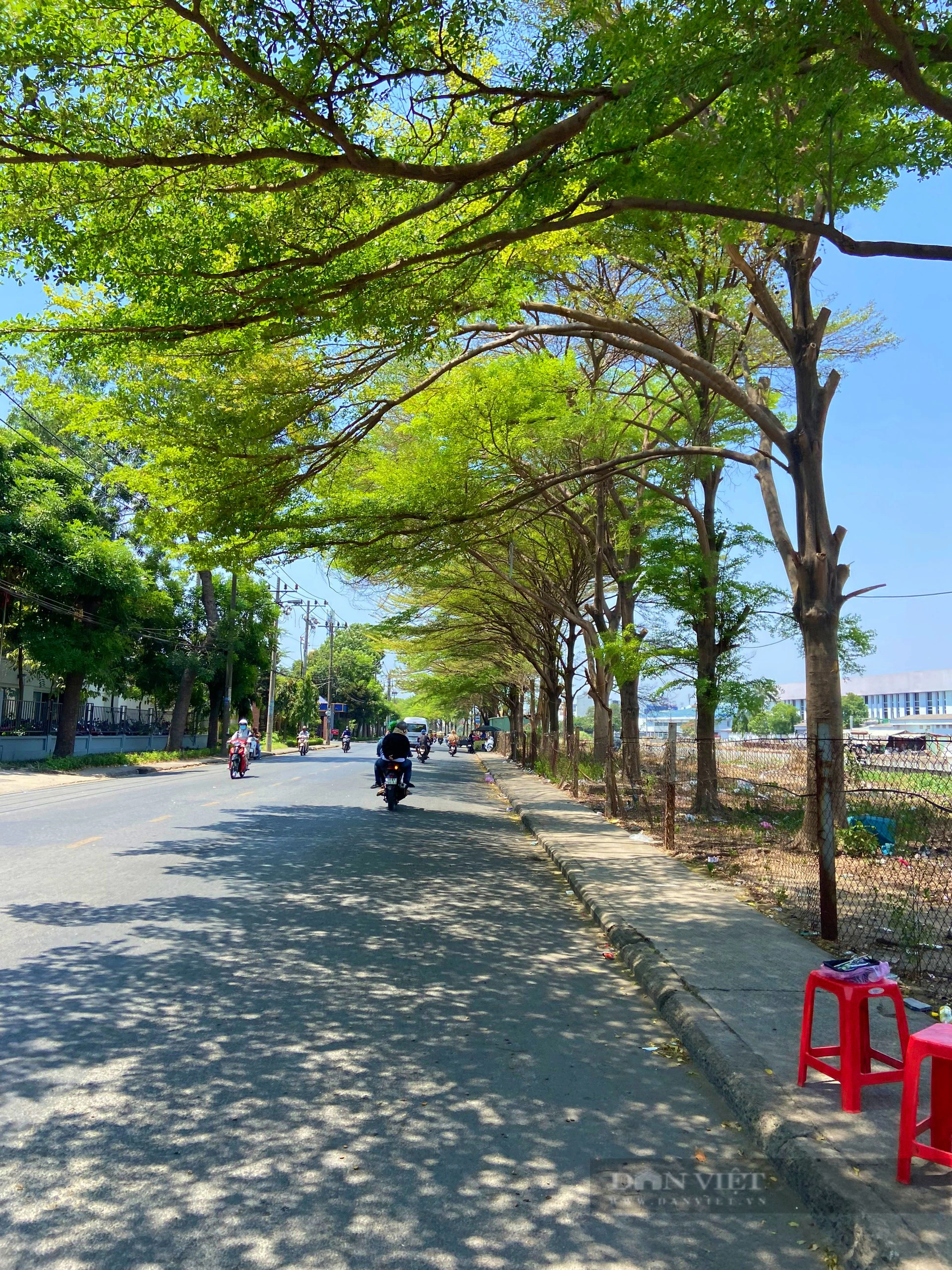 Những con đường rợp cây xanh, xua nắng nóng ở Sài Gòn            - Ảnh 8.