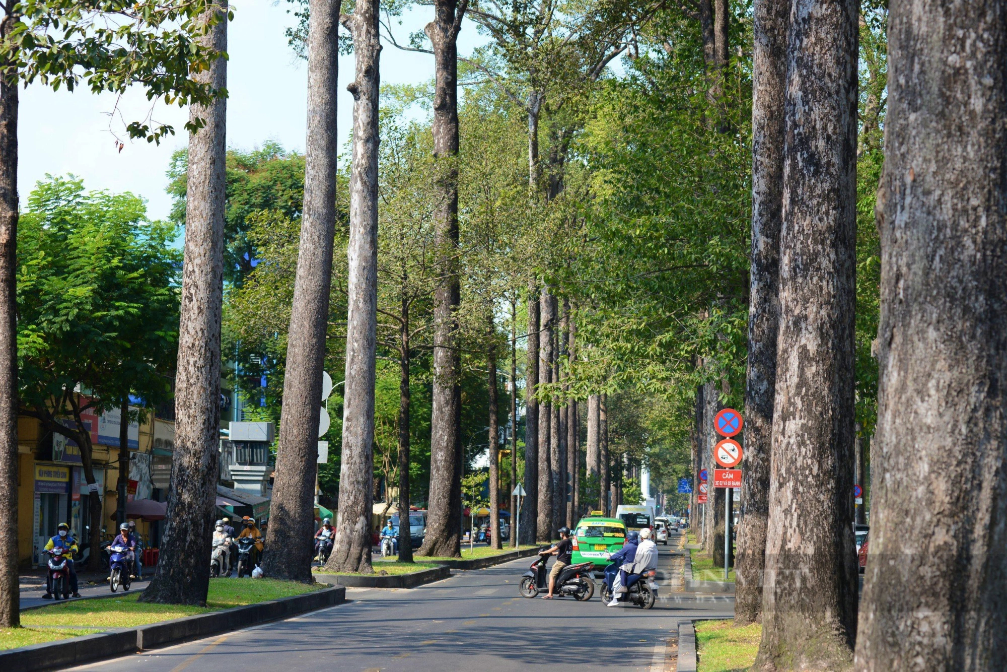 Những con đường rợp cây xanh, xua nắng nóng ở Sài Gòn            - Ảnh 15.
