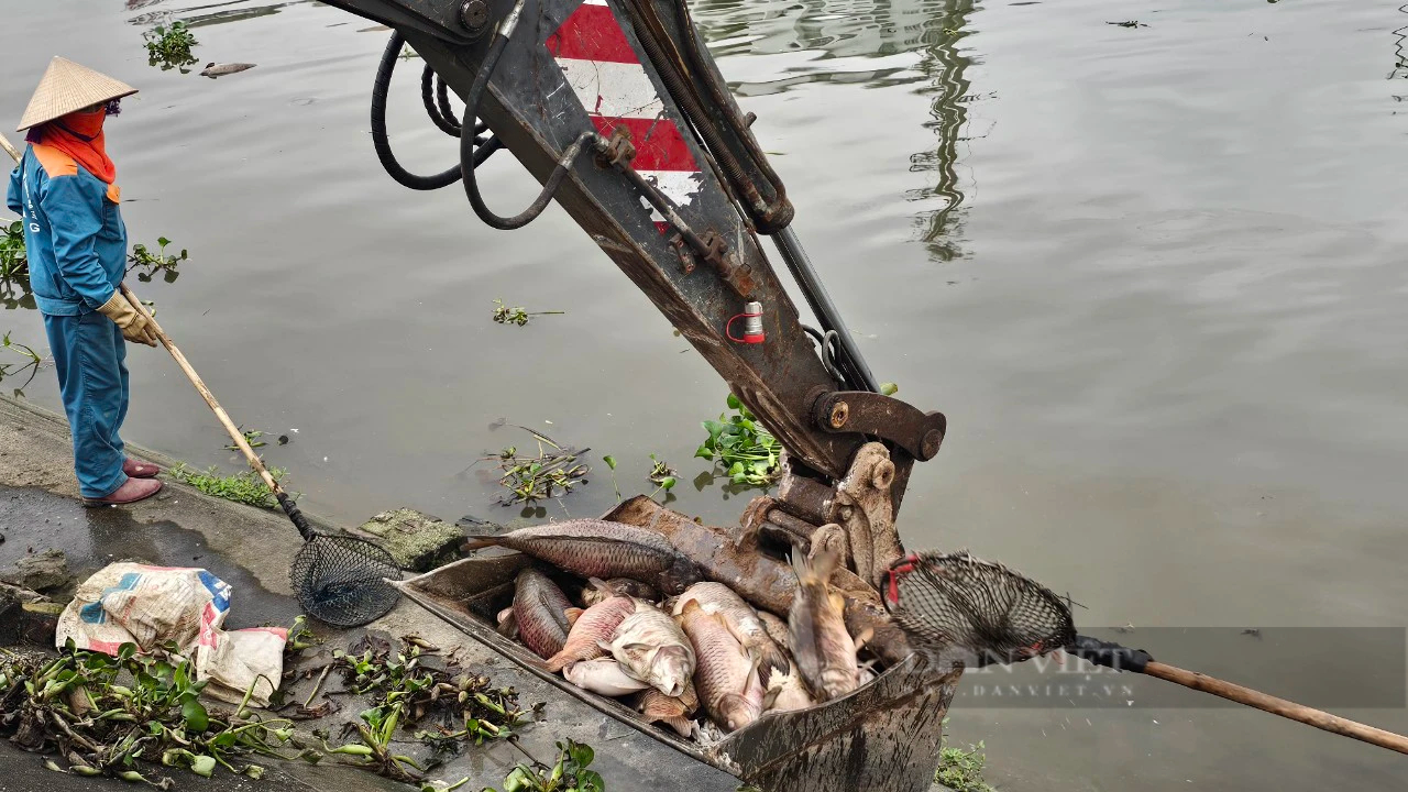 Cá chết trắng lồng, trôi đầy trên sông Sặt, ngành chức năng Hải Dương điều máy xúc trục vớt, xử lý- Ảnh 9.