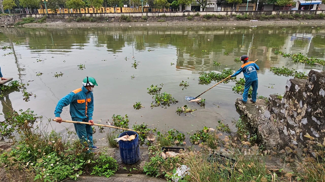 Cá chết trắng lồng, trôi đầy trên sông Sặt, ngành chức năng Hải Dương điều máy xúc trục vớt, xử lý- Ảnh 3.