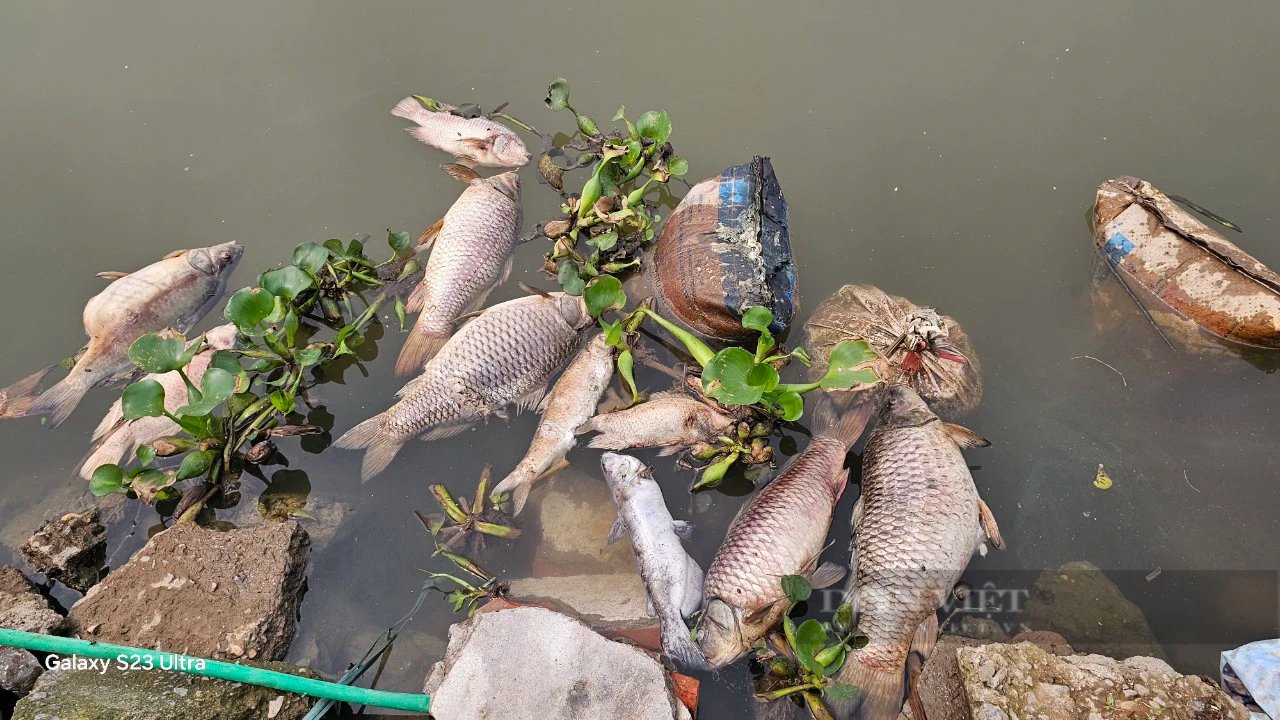 Cá chết trắng lồng, trôi đầy trên sông Sặt, ngành chức năng Hải Dương điều máy xúc trục vớt, xử lý- Ảnh 2.