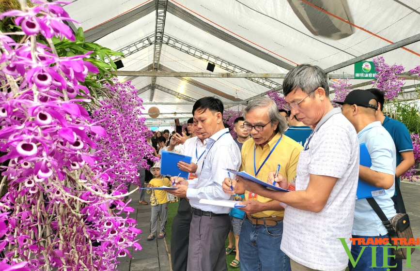 Phong phú các loài hoa lan bản địa, khoe sắc tại triển lãm và thi hoa lan với chủ đề "Hương sắc Lai Châu"- Ảnh 8.