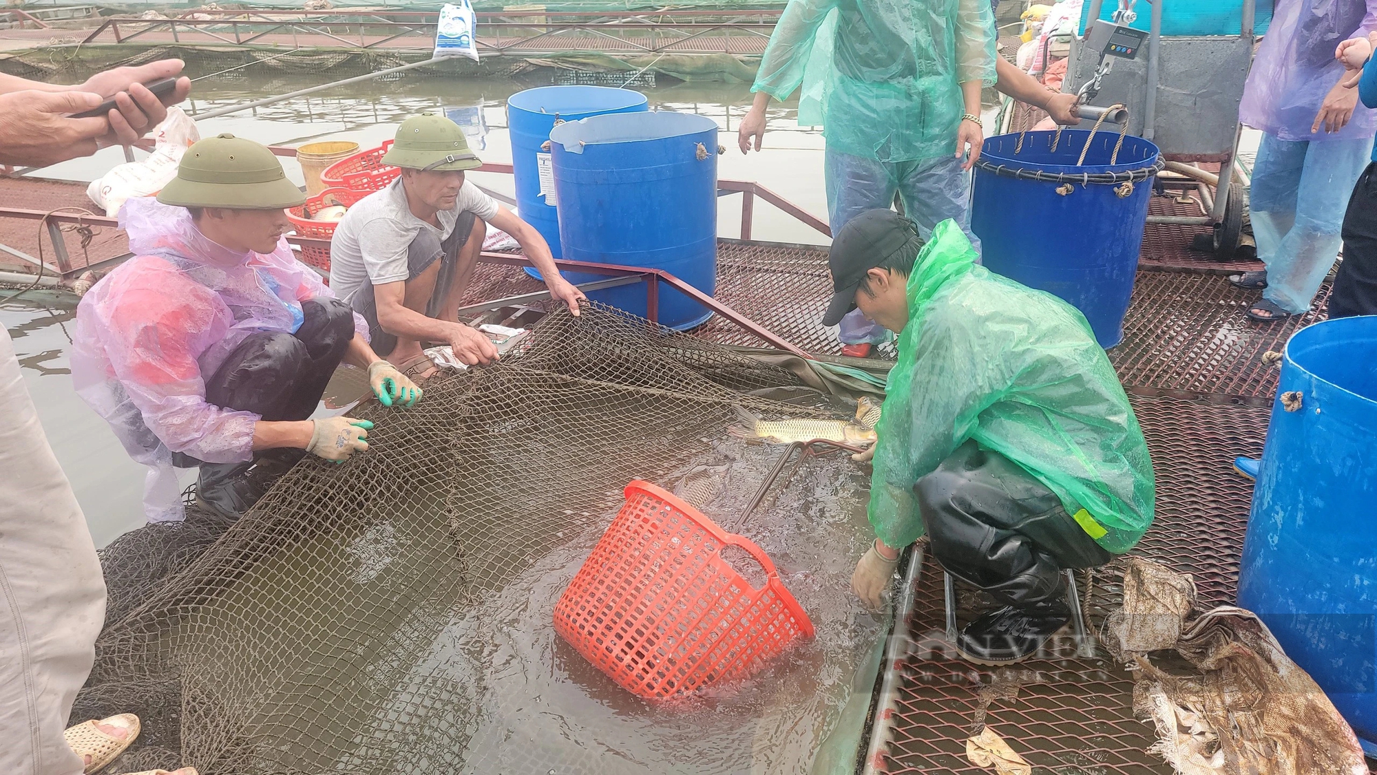 Cá nuôi trên sông Thái Bình chết trắng lồng, Chủ tịch UBND tỉnh Hải Dương chỉ đạo khẩn trương xác định nguyên nhân - Ảnh 3.