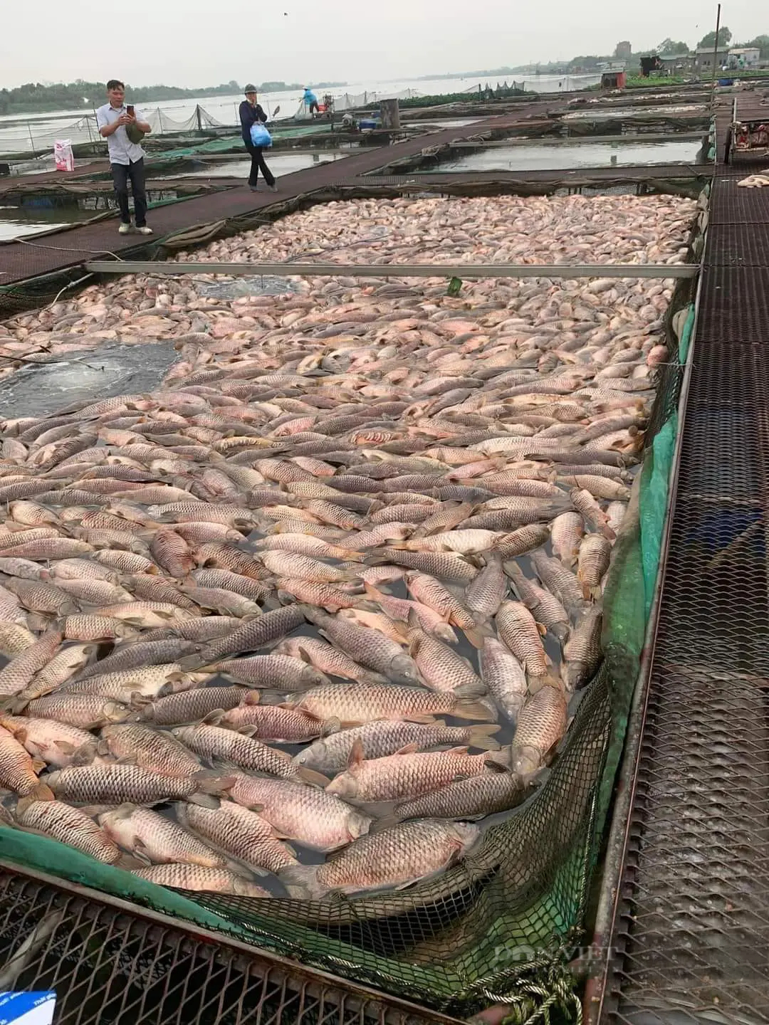 Cá nuôi trên sông Thái Bình chết trắng lồng, Chủ tịch UBND tỉnh Hải Dương chỉ đạo khẩn trương xác định nguyên nhân - Ảnh 2.