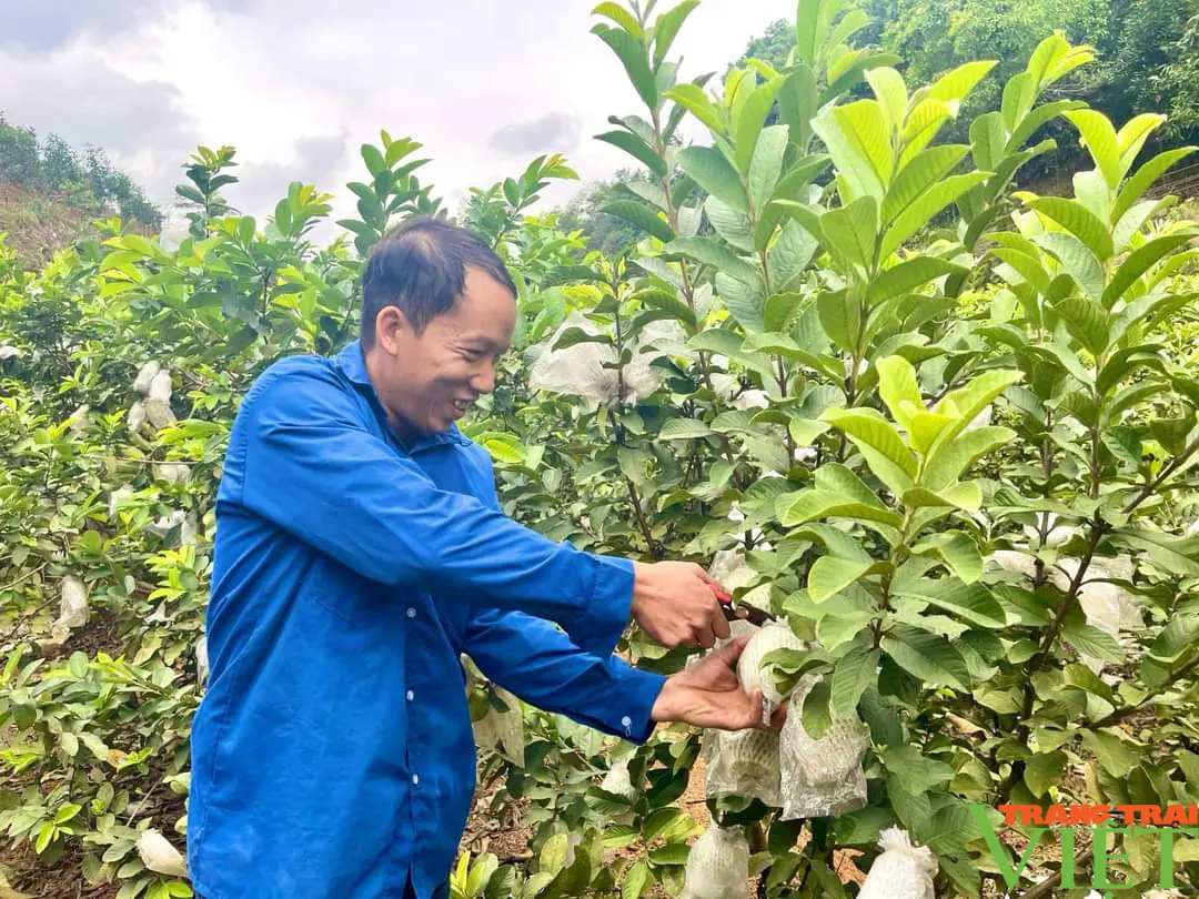 "Phù phép" cho bưởi và ổi ra hoa, đậu quả trái vụ, một nông dân ở Lào Cai lãi gần nửa tỷ/năm- Ảnh 1.