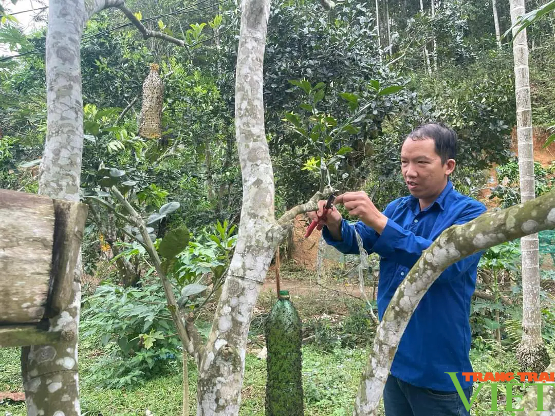 "Phù phép" cho bưởi và ổi ra hoa, đậu quả trái vụ, một nông dân ở Lào Cai lãi gần nửa tỷ/năm- Ảnh 2.