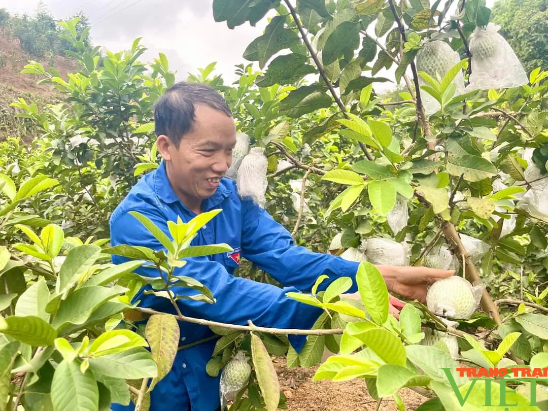 "Phù phép" cho bưởi và ổi ra hoa, đậu quả trái vụ, một nông dân ở Lào Cai lãi gần nửa tỷ/năm- Ảnh 3.