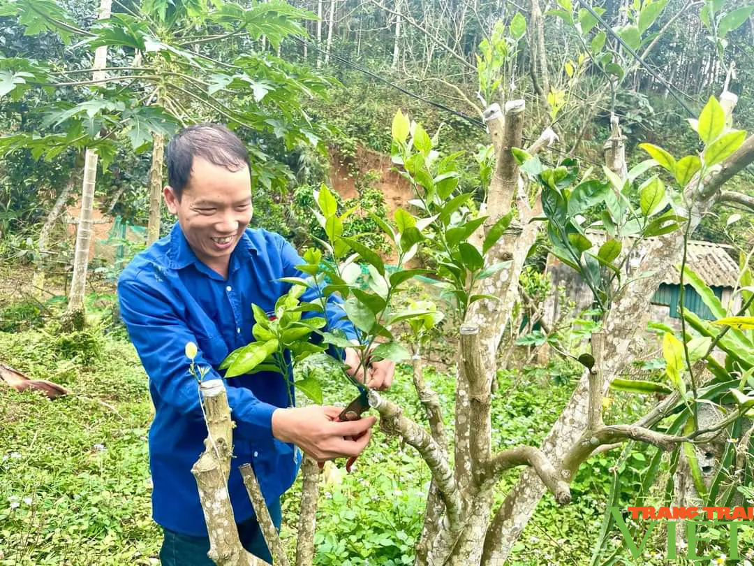 "Phù phép" cho bưởi và ổi ra hoa, đậu quả trái vụ, một nông dân ở Lào Cai lãi gần nửa tỷ/năm- Ảnh 4.
