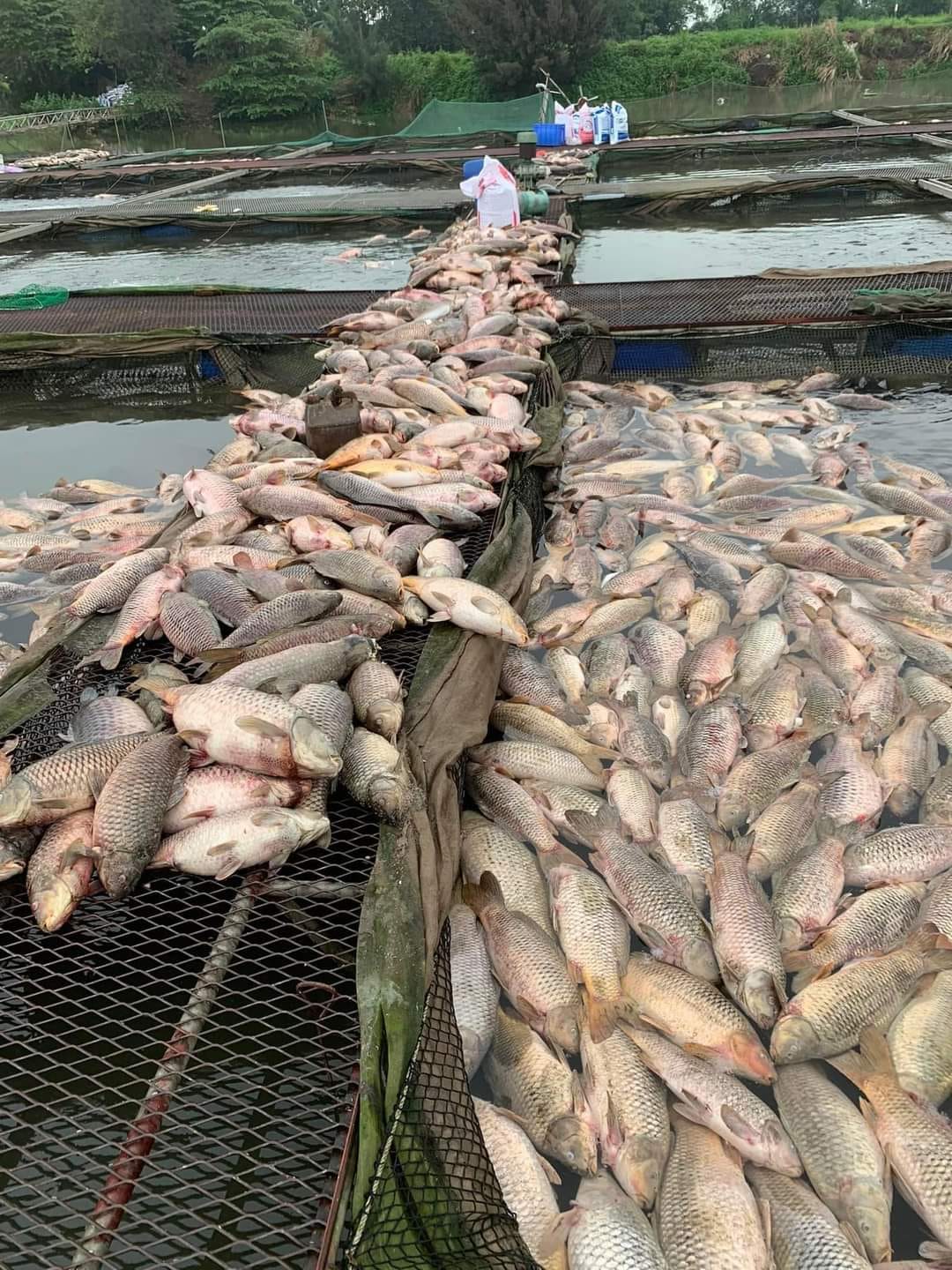 Cá nuôi trên sông Thái Bình chết trắng lồng, Chủ tịch UBND tỉnh Hải Dương chỉ đạo khẩn trương xác định nguyên nhân - Ảnh 1.