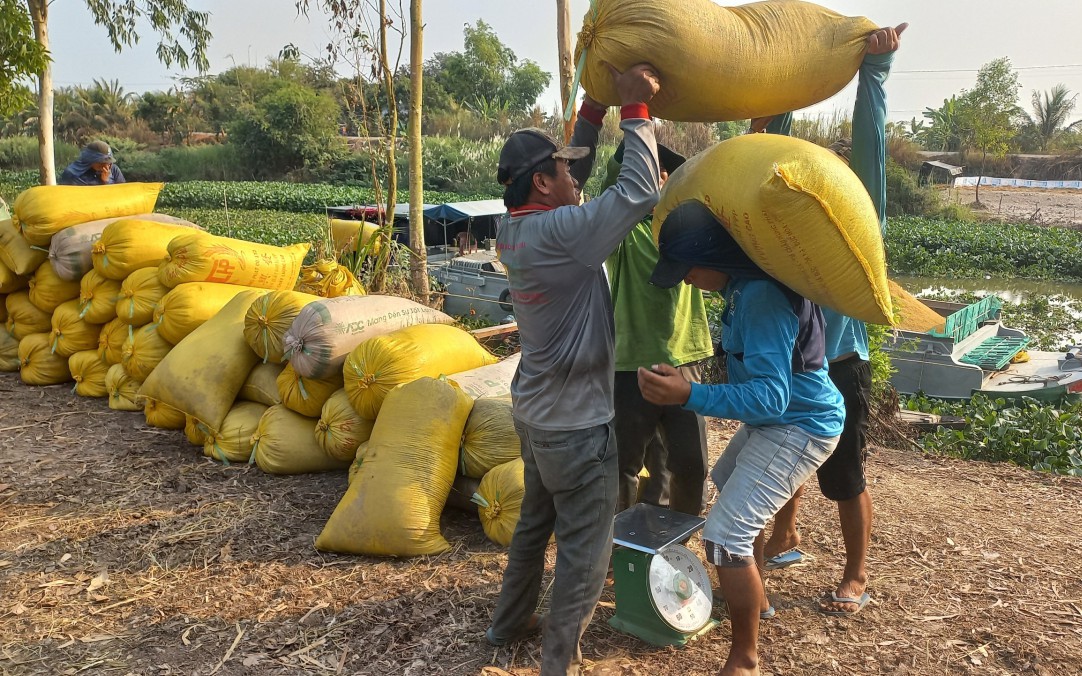 Làm lúa chưa bao giờ thích đến thế, sau vài tháng nông dân Long An có lãi hơn 30 triệu đồng/ha