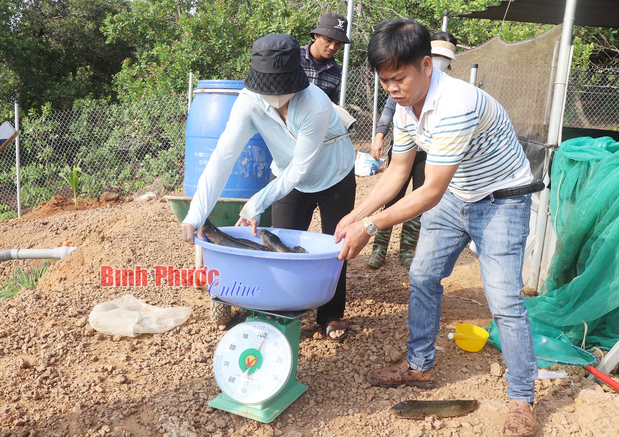 Đầu tư ao lót bạt nuôi cá lóc, 5 anh em ở Bình Phước muốn có chuỗi liên kết lớn- Ảnh 4.