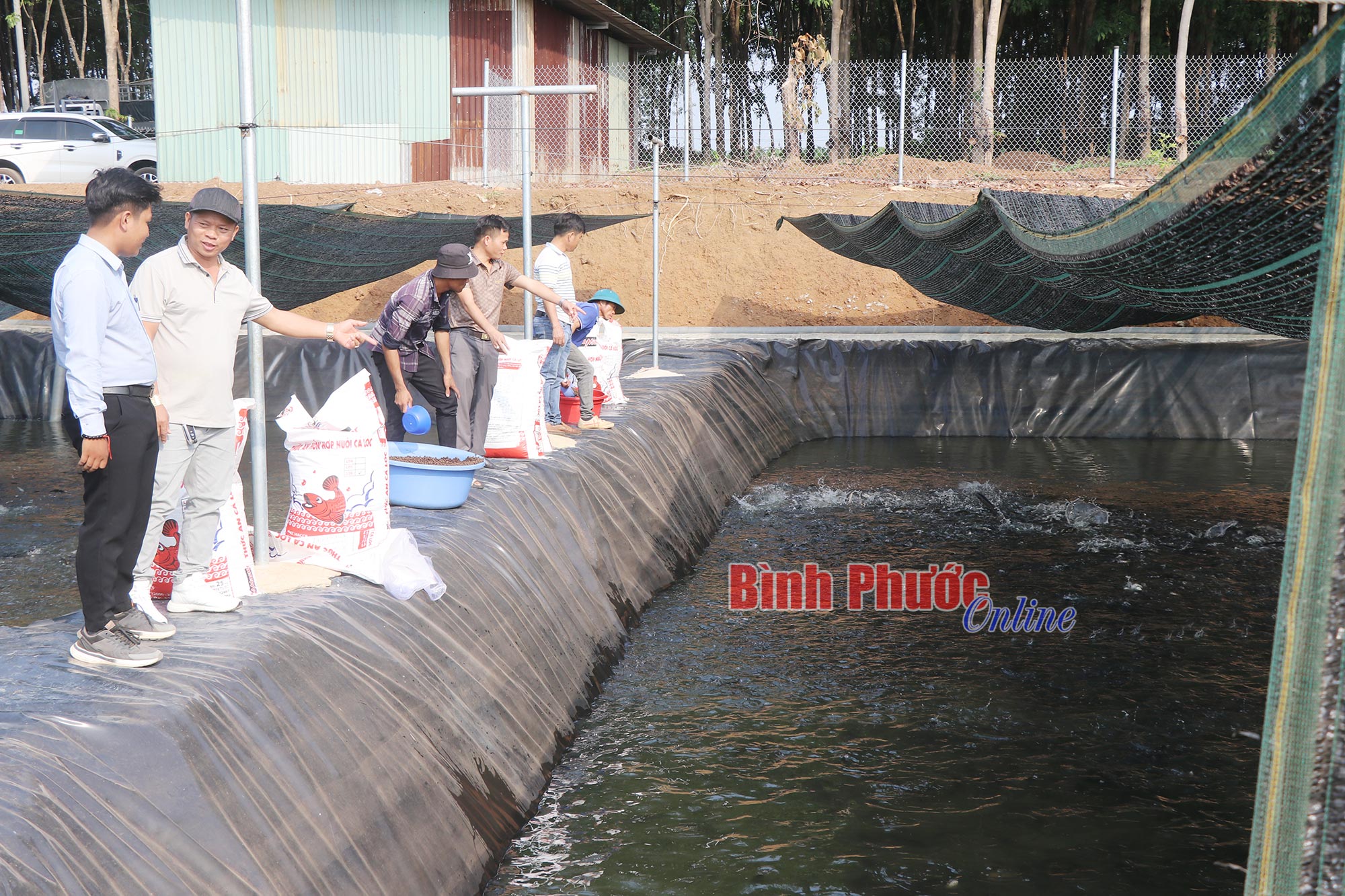 Đầu tư ao lót bạt nuôi cá lóc, 5 anh em ở Bình Phước muốn có chuỗi liên kết lớn- Ảnh 2.