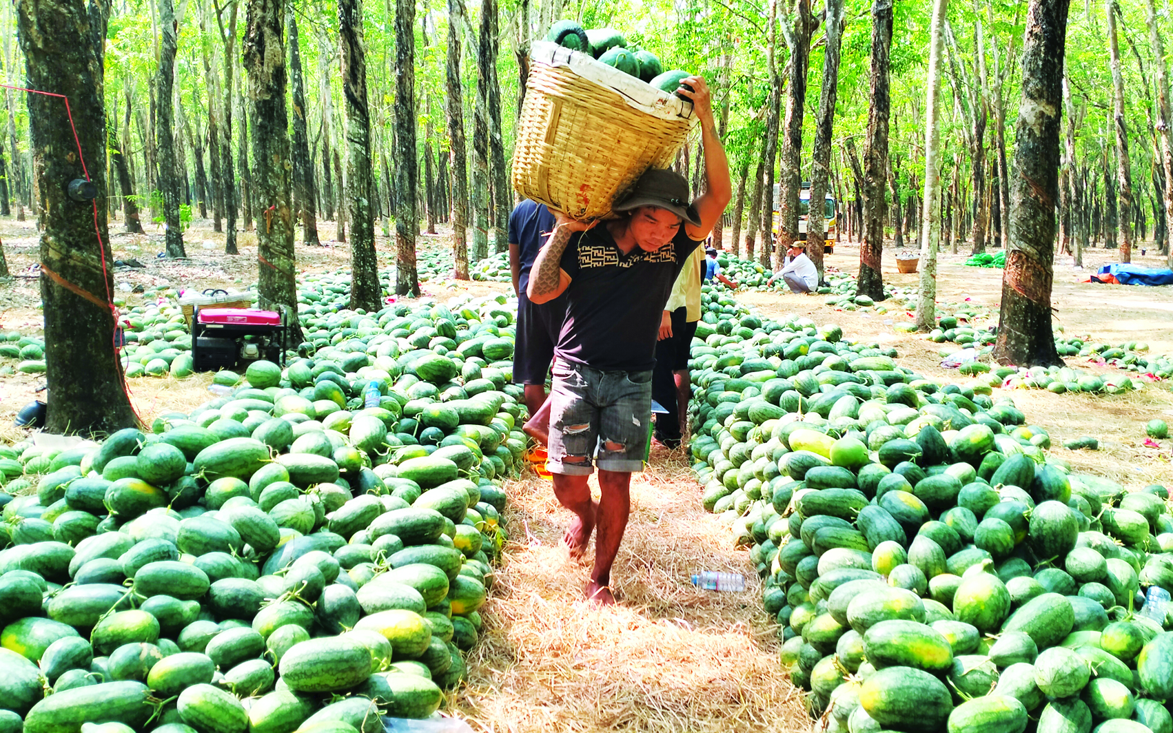 Trong khu rừng ở Tây Ninh, cắt trái ngon bày la liệt hàng tấn, giá bán rẻ mạt, lịm dần, có loại bán 1.000 đồng/kg