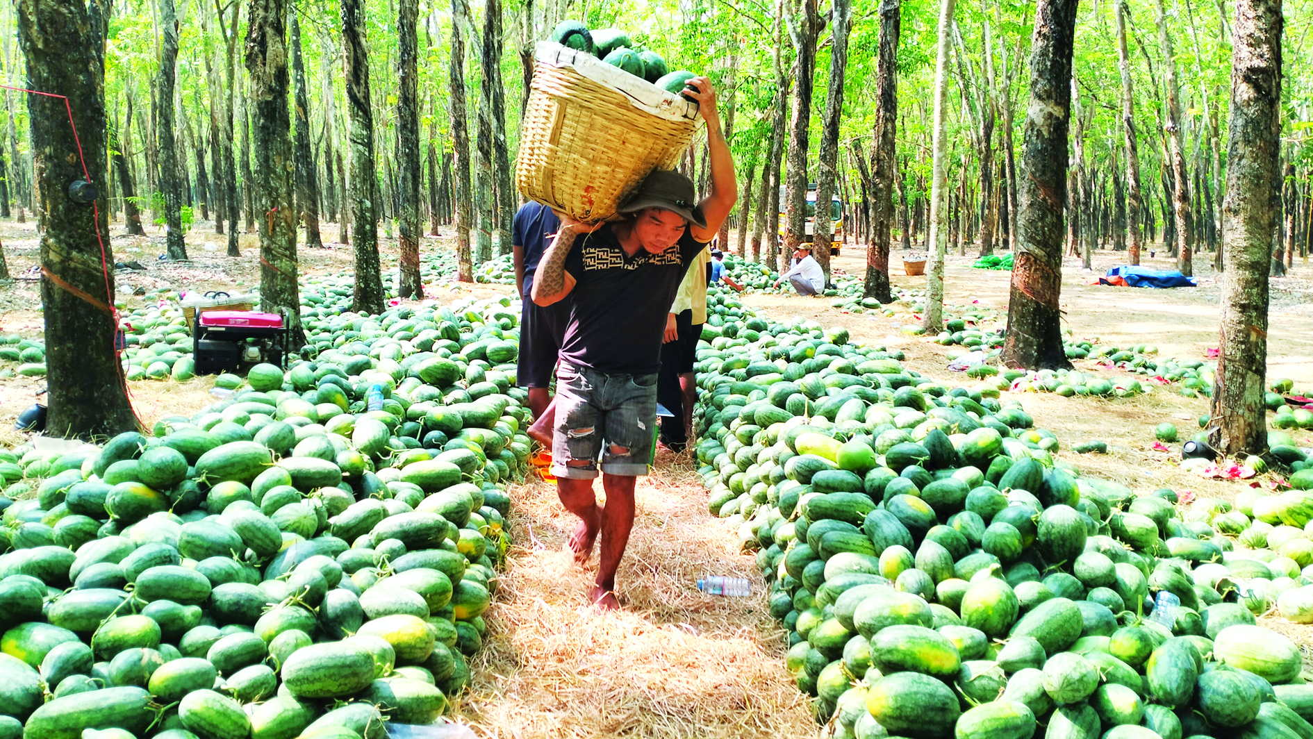 Trong khu rừng ở Tây Ninh, cắt trái ngon bày la liệt hàng tấn, giá bán rẻ mạt, lịm dần, có loại bán 1.000 đồng/kg- Ảnh 1.