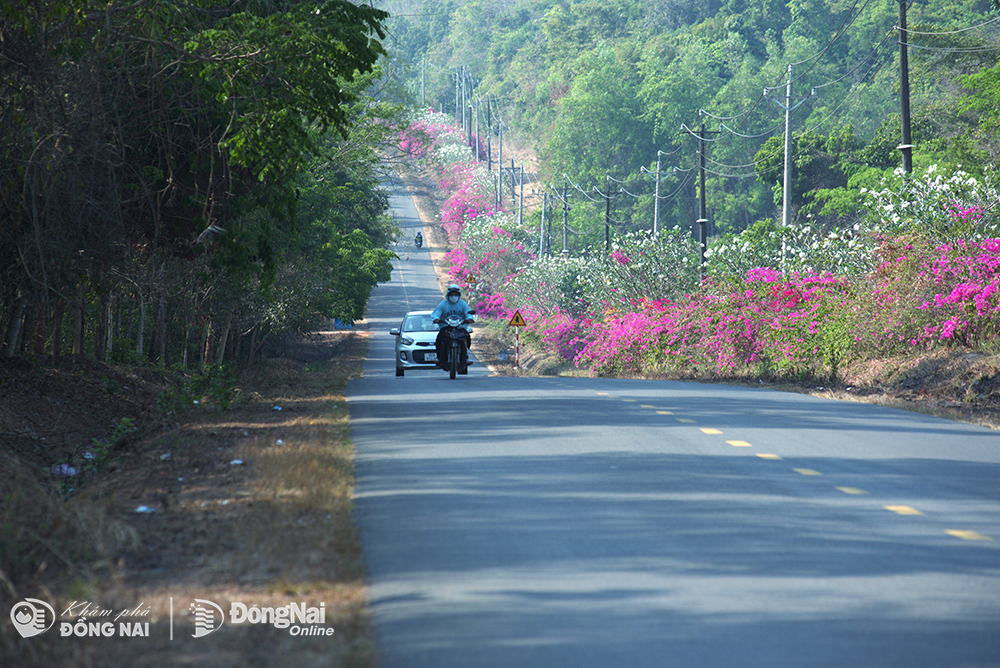Có một con đường hoa giấy đẹp như phim ở cửa rừng tại Đồng Nai, bông nở cản chả kịp- Ảnh 1.