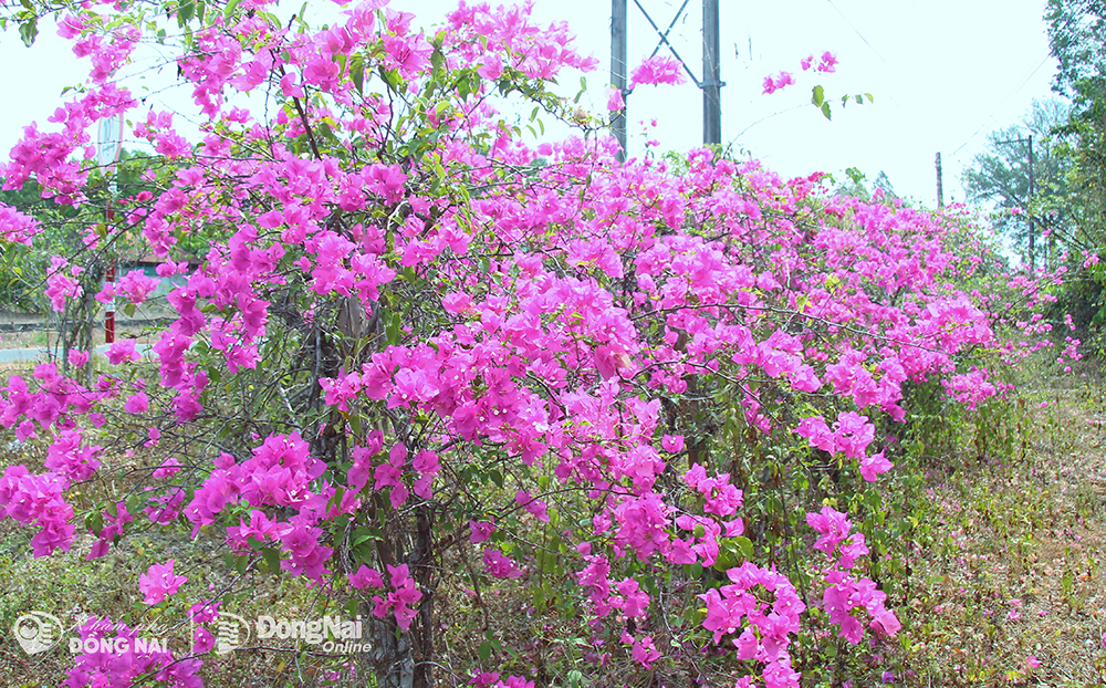 Có một con đường hoa giấy đẹp như phim ở cửa rừng tại Đồng Nai, bông nở cản chả kịp- Ảnh 2.
