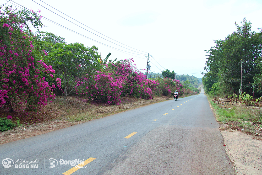 Có một con đường hoa giấy đẹp như phim ở cửa rừng tại Đồng Nai, bông nở cản chả kịp- Ảnh 3.