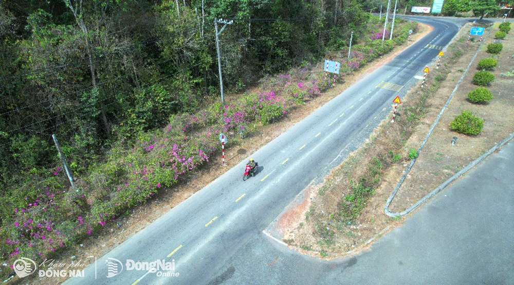 Có một con đường hoa giấy đẹp như phim ở cửa rừng tại Đồng Nai, bông nở cản chả kịp- Ảnh 4.