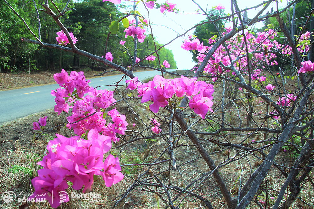Có một con đường hoa giấy đẹp như phim ở cửa rừng tại Đồng Nai, bông nở cản chả kịp- Ảnh 5.