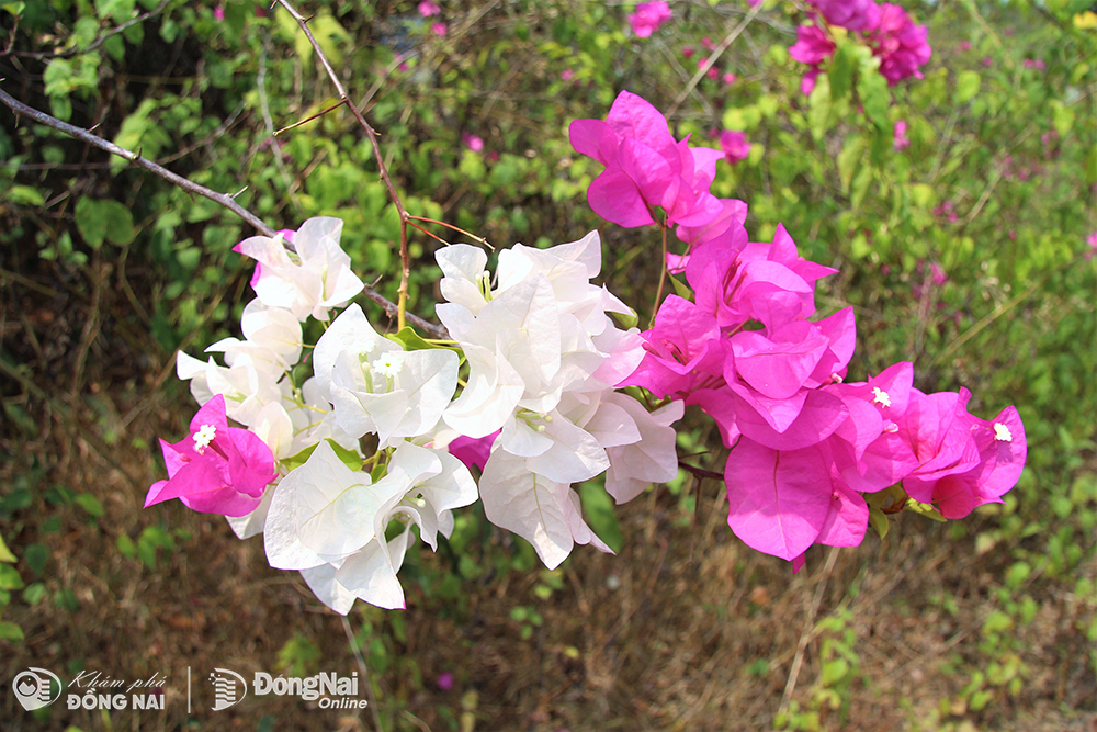 Có một con đường hoa giấy đẹp như phim ở cửa rừng tại Đồng Nai, bông nở cản chả kịp- Ảnh 6.