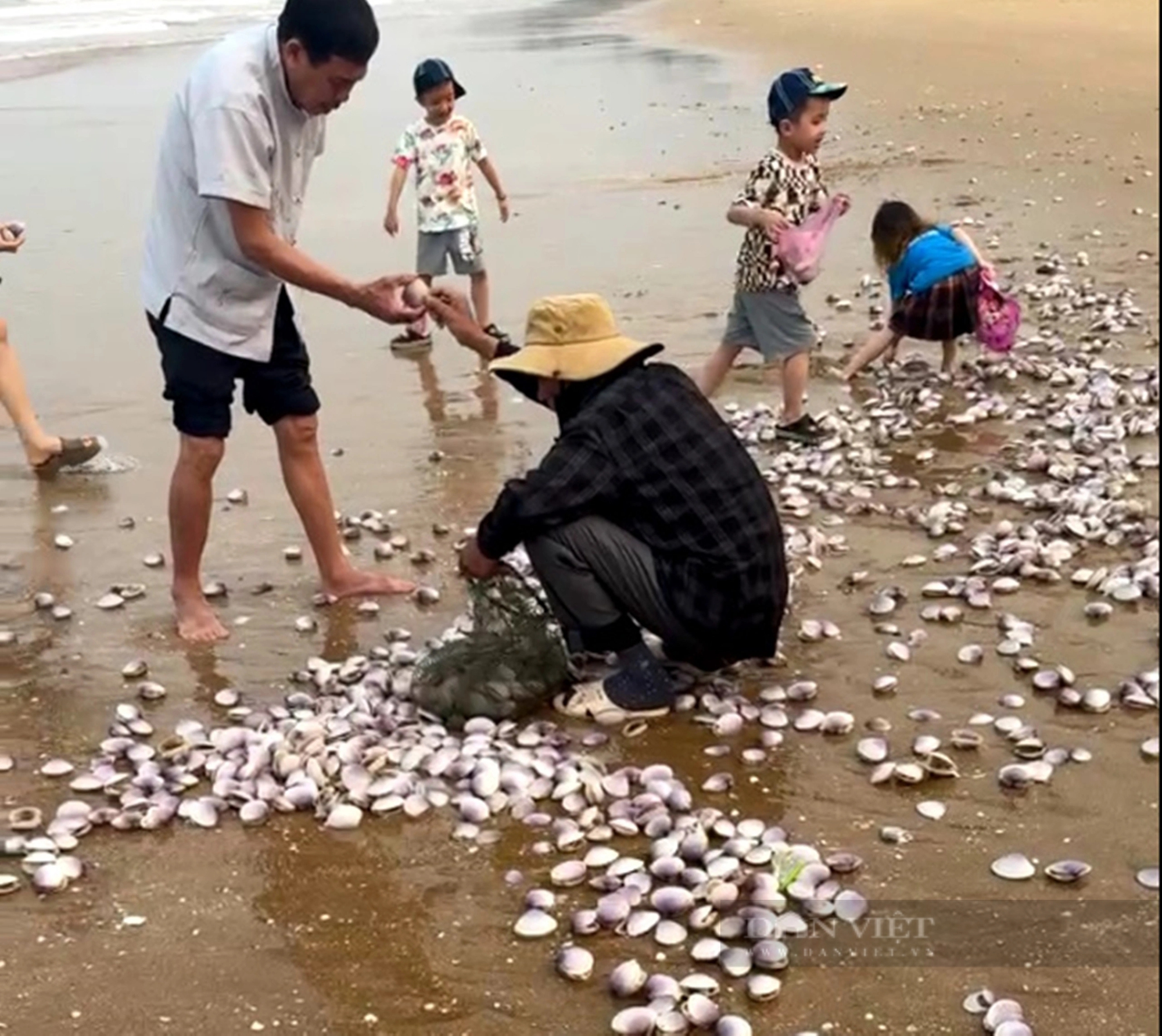 Lãnh đạo một xã ở Hà Tĩnh nói, hàng tấn ngao tím trôi dạt vào bờ là hiện tượng tự nhiên bình thường- Ảnh 2.
