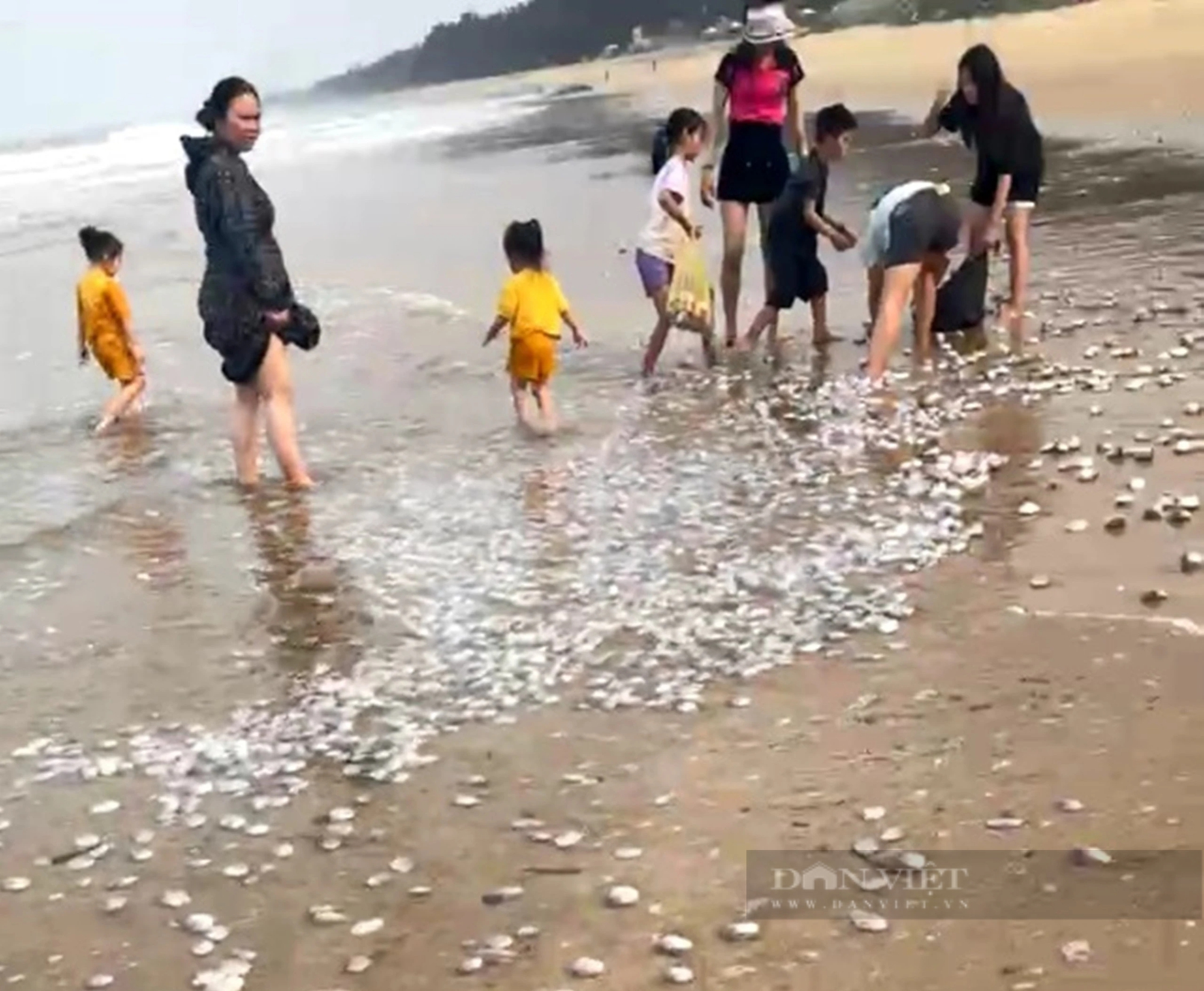 Lãnh đạo một xã ở Hà Tĩnh nói, hàng tấn ngao tím trôi dạt vào bờ là hiện tượng tự nhiên bình thường- Ảnh 3.