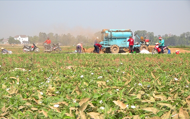 Nắng hạn đồng khô, ở vùng này Đồng Tháp dân trồng rau bình dân, chả bán thân, lá mà chỉ bán hạt