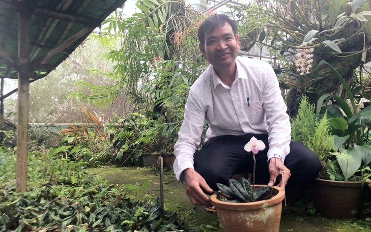 Ở một nơi của Lâm Đồng đang trồng la liệt hoa lan rừng, có loài lan rừng mang tên Hài hồng đẹp tinh khôi