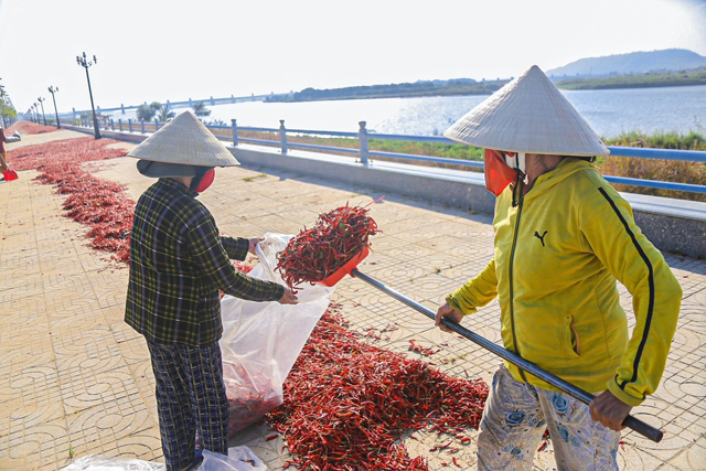 Đường ngàn tỷ đẹp nhất, nhì tỉnh Quảng Ngãi đỏ “lừ” vì ớt - Ảnh 8.