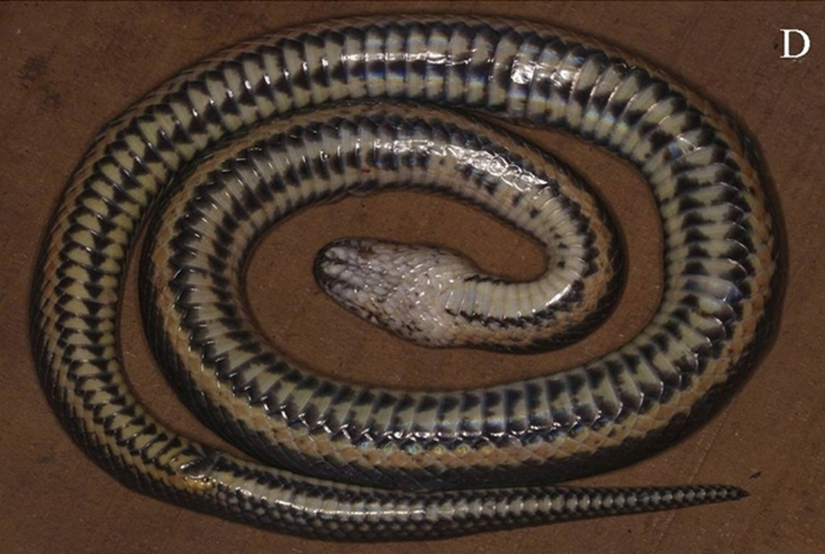 Mục sở thị loài rắn bồng Đắk Krông, lạ ở chỗ chỉ có duy nhất ở Việt Nam mới tìm thấy loài rắn mới này- Ảnh 1.