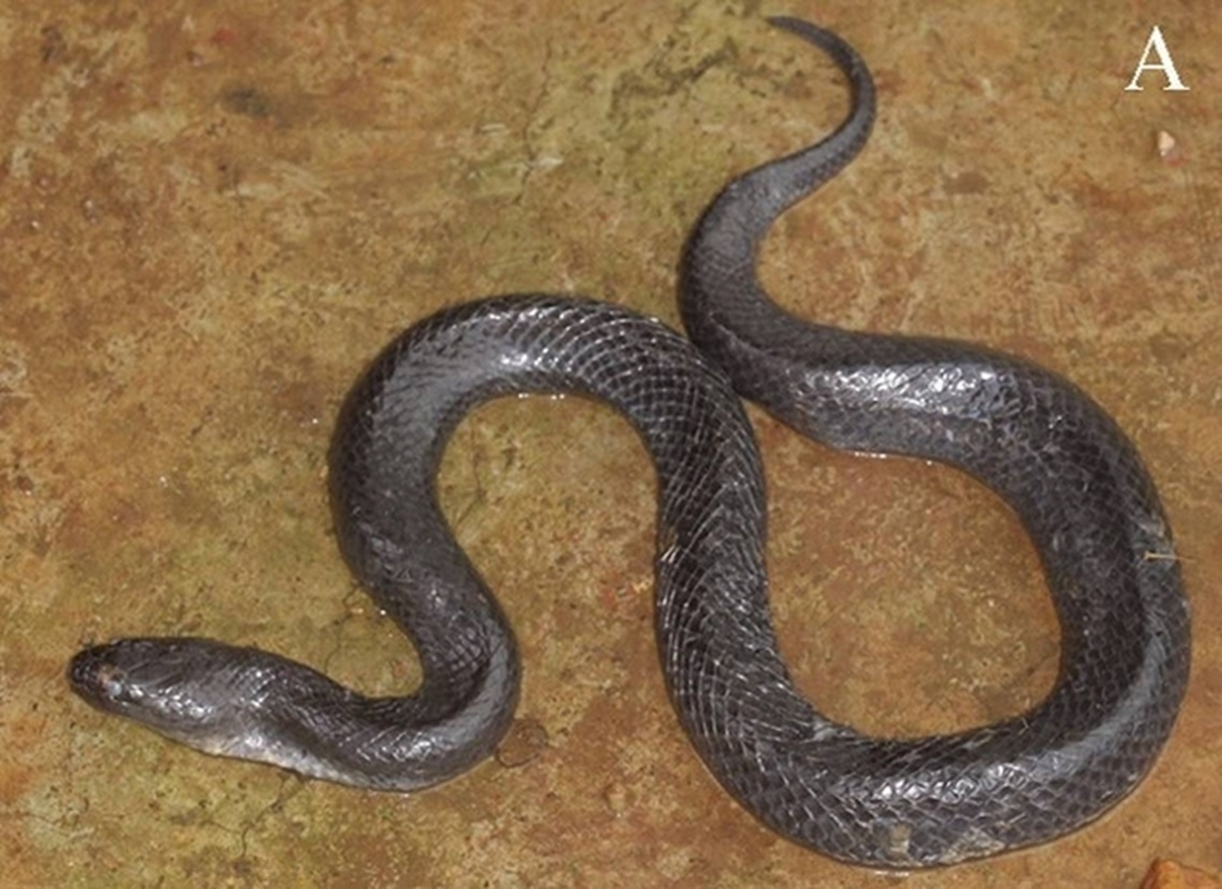 Mục sở thị loài rắn bồng Đắk Krông, lạ ở chỗ chỉ có duy nhất ở Việt Nam mới tìm thấy loài rắn mới này- Ảnh 2.