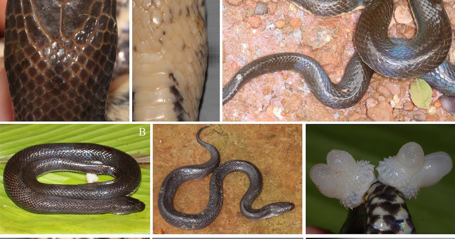 Mục sở thị loài rắn bồng Đắk Krông, lạ ở chỗ chỉ có duy nhất ở Việt Nam mới tìm thấy loài rắn mới này- Ảnh 3.