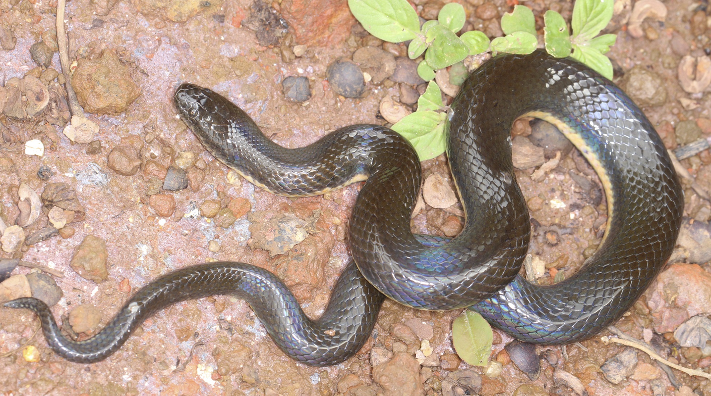 Mục sở thị loài rắn bồng Đắk Krông, lạ ở chỗ chỉ có duy nhất ở Việt Nam mới tìm thấy loài rắn mới này- Ảnh 4.