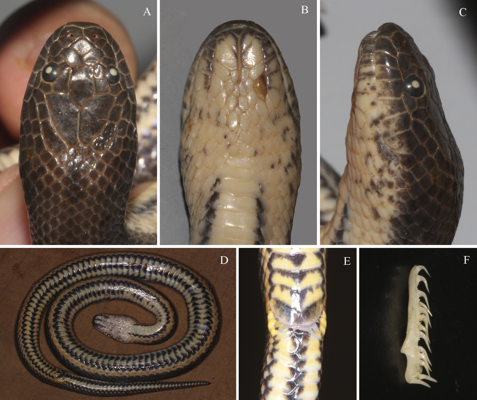 Mục sở thị loài rắn bồng Đắk Krông, lạ ở chỗ chỉ có duy nhất ở Việt Nam mới tìm thấy loài rắn mới này- Ảnh 5.