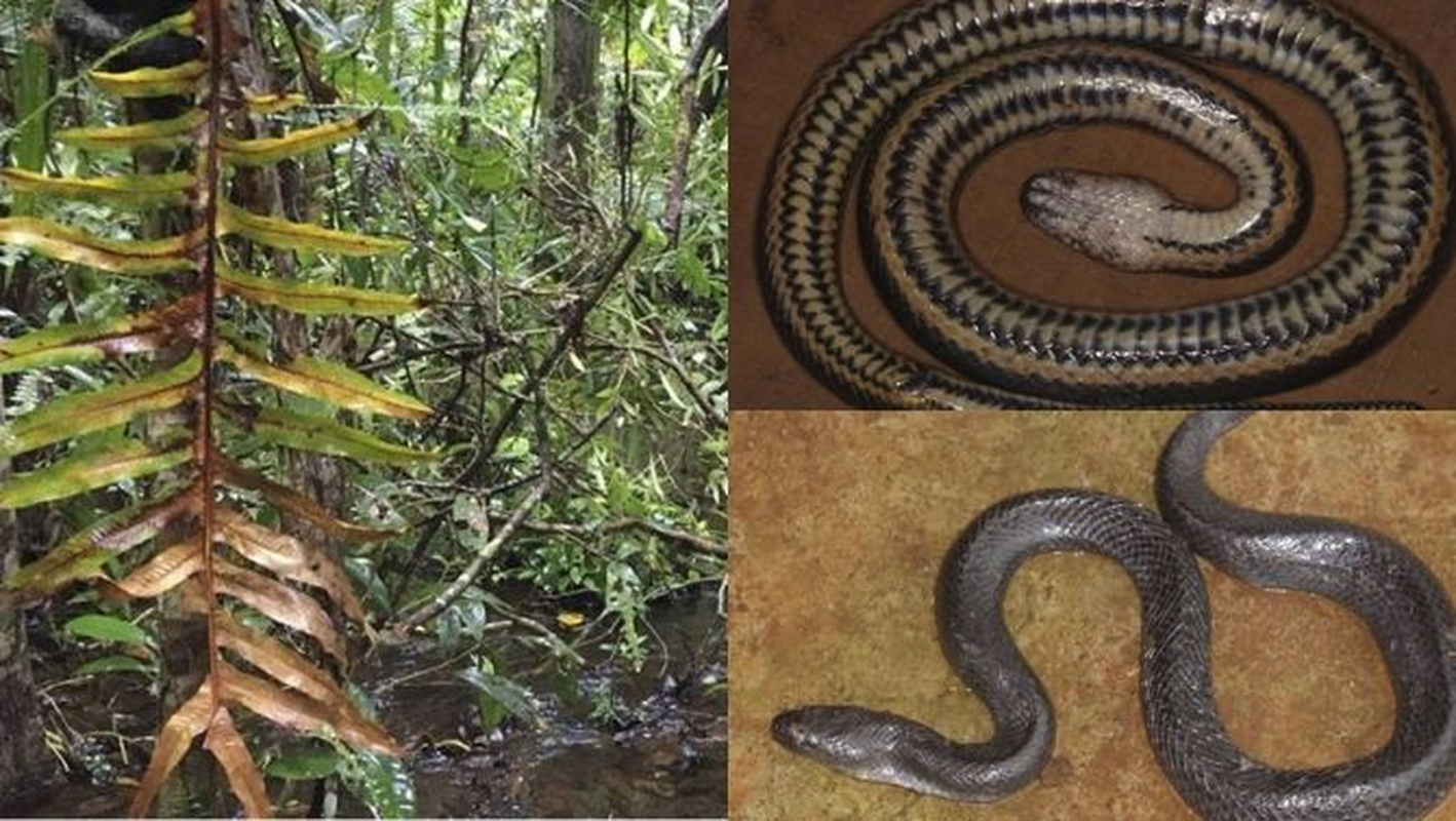 Mục sở thị loài rắn bồng Đắk Krông, lạ ở chỗ chỉ có duy nhất ở Việt Nam mới tìm thấy loài rắn mới này- Ảnh 6.