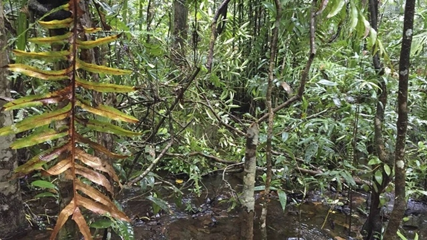 Mục sở thị loài rắn bồng Đắk Krông, lạ ở chỗ chỉ có duy nhất ở Việt Nam mới tìm thấy loài rắn mới này- Ảnh 8.
