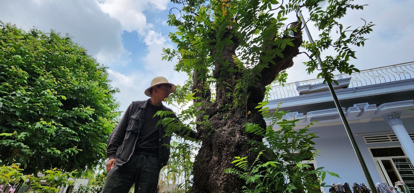 9X Đắk Lắk theo "nghề cầm kéo" có khu vườn "đa quốc tịch" la liệt cây khế cổ thụ hơn 200 tuổi- Ảnh 6.
