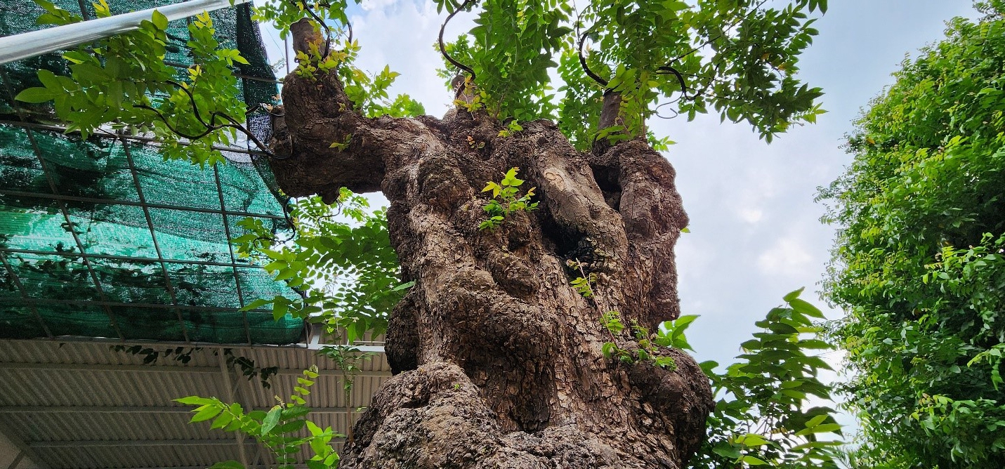 9X Đắk Lắk theo "nghề cầm kéo" có khu vườn "đa quốc tịch" la liệt cây khế cổ thụ hơn 200 tuổi- Ảnh 7.